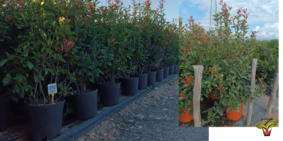 PHOTINIA