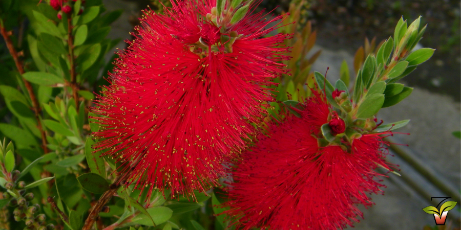 CALLISTEMON LAEVIS