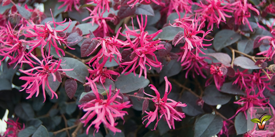 LOROPETALUM CHINENSE