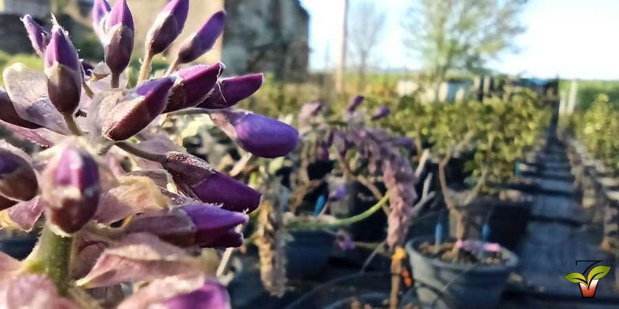 WISTERIA BONSAI