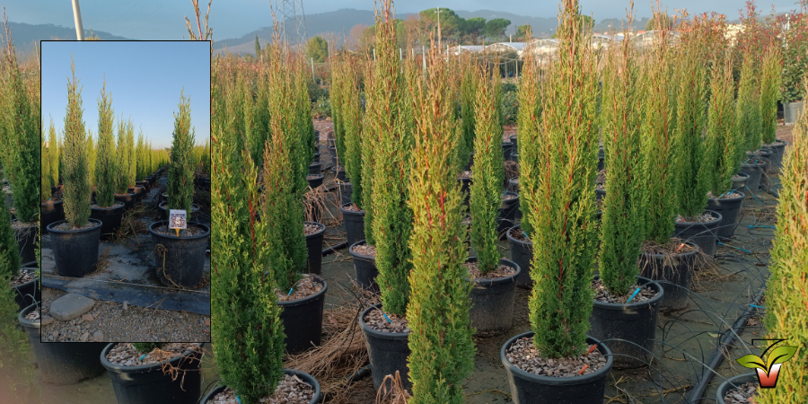 CUPRESSUS SEMPERVIRENS