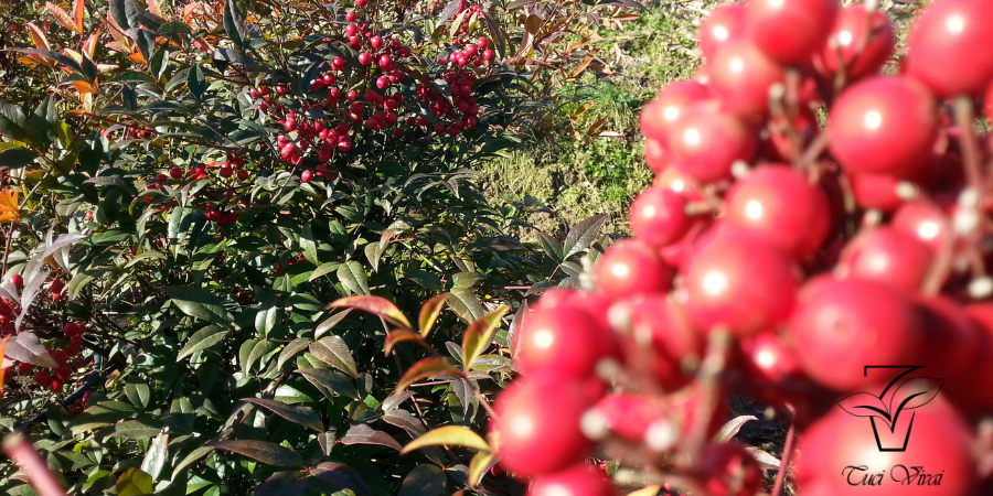 NANDINA DOMESTICA