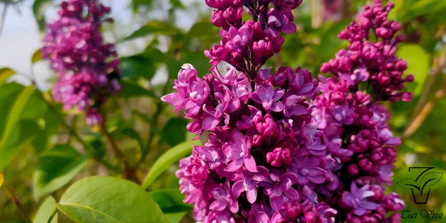 SYRINGA VULGARIS