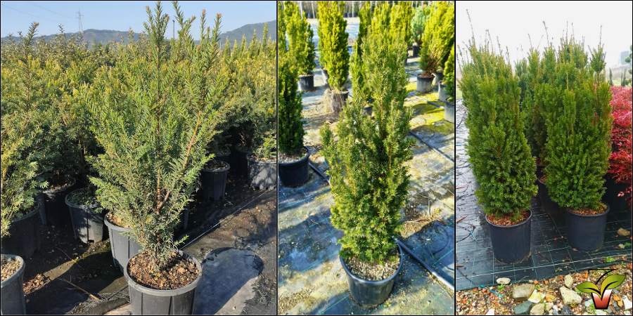 TAXUS