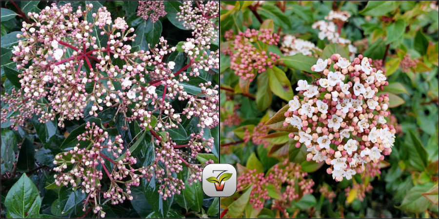 VIBURNUM TINUS